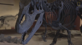 Illustration for article titled Dismantling A 150-Million-Year-Old Dino Is Just As Tough As You'd Think